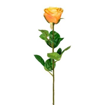 Fiore decorativo rosa NORLAN, albicocca, 70cm, Ø8cm