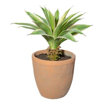Pianta artificiale succulenta Agave americana GRUFT in vaso di terracotta, verde-crema, 35 cm