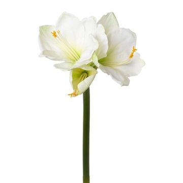 Fiore decorativo amarilli BELAV, bianco-verde, 70cm, Ø5-13cm Fiore decorativo amarilli BELAV, bianco-verde, 70cm, Ø5-13cm