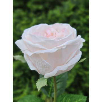 Rosa artificiale MARNUK, crema-albicocca, 60 cm