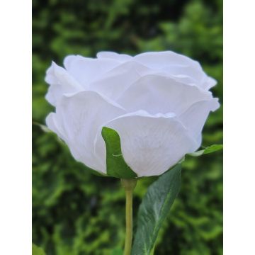Rosa artificiale MARNUK, crema-bianca, 60 cm Rosa artificiale MARNUK, crema-bianca, 60 cm