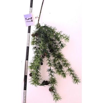 Ramo decorativo di cedro GORZU con pigne, pendente, verde, 100 cm