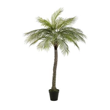 Palma da cocco artificiale BOLON, 160 cm