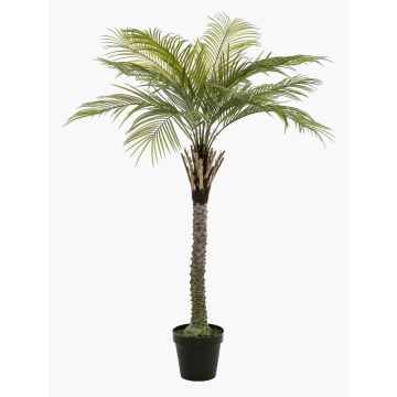 Palma da cocco artificiale BOLON, 160 cm Palma da cocco artificiale BOLON, 160 cm