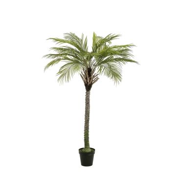 Palma da cocco artificiale BOLON, 180 cm Palma da cocco artificiale BOLON, 180 cm