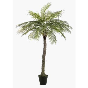 Palma da cocco artificiale BOLON, 220 cm Palma da cocco artificiale BOLON, 220 cm