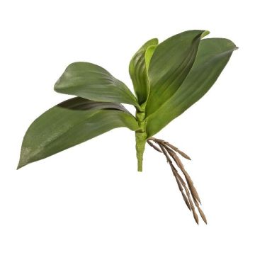 Foglie artificiali orchidea Phalaenopsis BRULST, bastoncino, radici, 25 cm