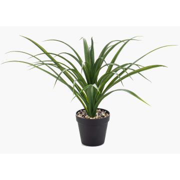 Palma artificiale Yucca rostrata POLLYANNA, vaso decorativo, crossdoor, 35 cm Palma artificiale Yucca rostrata POLLYANNA, vaso decorativo, crossdoor, 35 cm