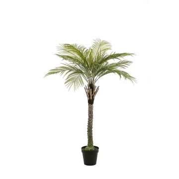 Palma da cocco artificiale BOLON, 260 cm