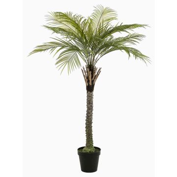 Palma da cocco artificiale BOLON, 260 cm Palma da cocco artificiale BOLON, 260 cm