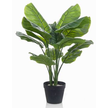 Pianta artificiale Calathea Orbifolia CAPHOR, verde-grigio, 70 cm