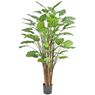 Pianta artificiale Calathea makoyana HYZANS, verde, 150 cm