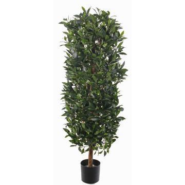 Colonna artificiale di alloro UNUK, tronco vero, 205cm Colonna artificiale di alloro UNUK, tronco vero, 205cm