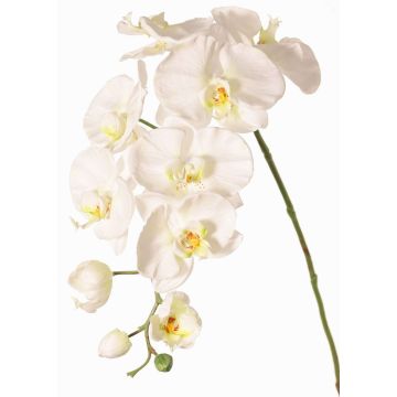 Ramo decorativo Orchidea Phalaenopsis WESA, bianco, 100 cm Ramo decorativo Orchidea Phalaenopsis WESA, bianco, 100 cm