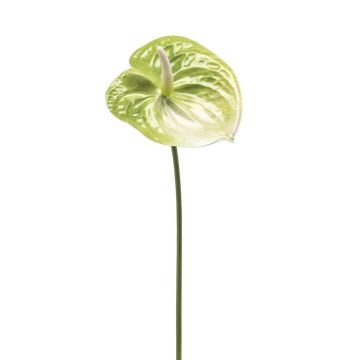 Fiore artificiale Anthurium SAMBANA, verde-crema, 65cm