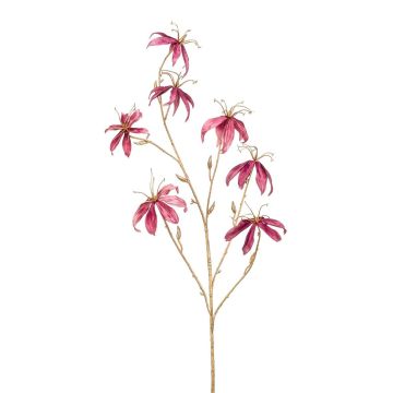 Gloriosa di velluto KAZBEK, rosa antico-oro, 110 cm