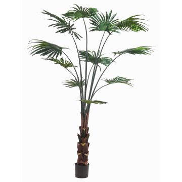 Palma artificiale a foglia rotonda SIRRAH, verde, 180 cm Palma artificiale a foglia rotonda SIRRAH, verde, 180 cm