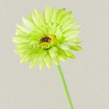Fiore artificiale Gerbera TEUDELINDE, verde-crema, 55 cm, Ø 8 cm