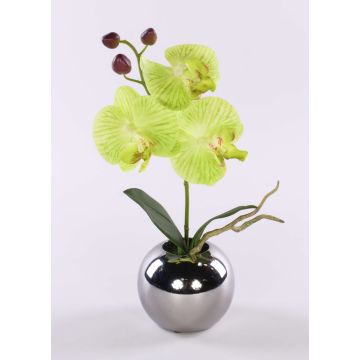 Fiore artificiale orchidea Phalaenopsis NAPIRAI, vaso, crema-verde, 30 cm Fiore artificiale orchidea Phalaenopsis NAPIRAI, vaso, crema-verde, 30 cm