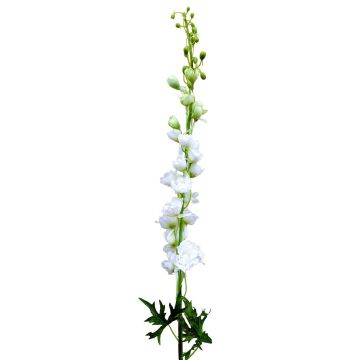 Fiore artificiale del finto spina del diavolo RADUNIA, bianco crema, 100 cm Fiore artificiale del finto spina del diavolo RADUNIA, bianco crema, 100 cm