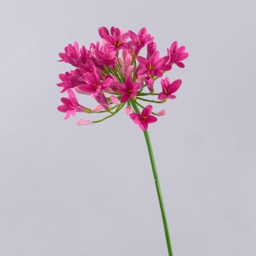 Fiore artificiale Agapanthus PHILINA, rosa, 75cm, Ø14cm Fiore artificiale Agapanthus PHILINA, rosa, 75cm, Ø14cm