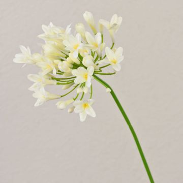 Fiore artificiale Agapanthus OMOLON, crema, 75 cm
