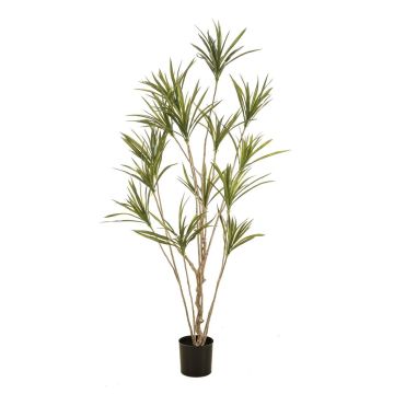 Albero artificiale Dracaena marginata SHALLU, tronchi artificiali, verde, 180 cm