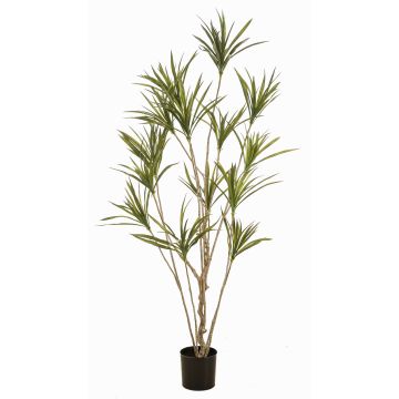 Albero artificiale Dracaena marginata SHALLU, tronchi artificiali, verde, 180 cm Albero artificiale Dracaena marginata SHALLU, tronchi artificiali, verde, 180 cm