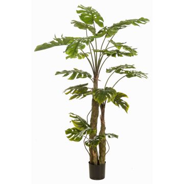 Pianta artificiale Philodendron monstera deliciosa KORVEX, radici aeree, 180 cm