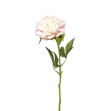 Peonia artificiale GAVRON, bianco-rosa, 55 cm