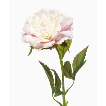 Peonia artificiale GAVRON, bianco-rosa, 55 cm