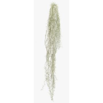 Pianta succulenta artificiale Tillandsia usneoides BRAVIK, bastoncino, difficilmente infiammabile, grigio, 150 cm Pianta succulenta artificiale Tillandsia usneoides BRAVIK, bastoncino, difficilmente infiammabile, grigio, 150 cm
