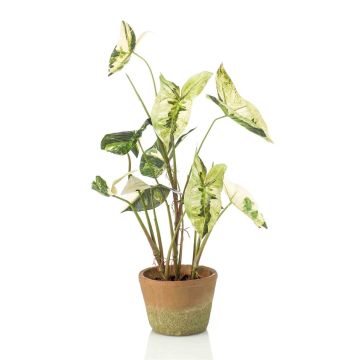Pianta artificiale Syngonium YOMREL in vaso terracotta, verde-bianco, 60 cm