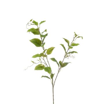 Ramo decorativo clematide VLORIX, verde-crema, 105 cm