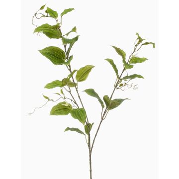 Ramo decorativo clematide VLORIX, verde-crema, 105 cm Ramo decorativo clematide VLORIX, verde-crema, 105 cm