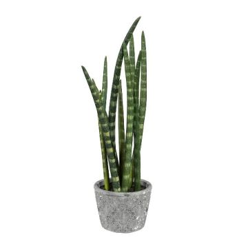 Pianta decorativa succulenta Sanseveria cylindrica FRINKAN in vaso di cemento, verde-giallo, 45 cm