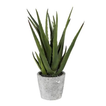 Pianta succulenta decorativa Aloe Vera BRIZE in vaso di cemento, verde, 40 cm