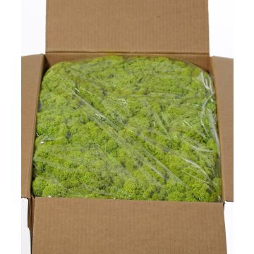 Muschio islandese vero SVEINBJÖRN, verde chiaro, 5 kg