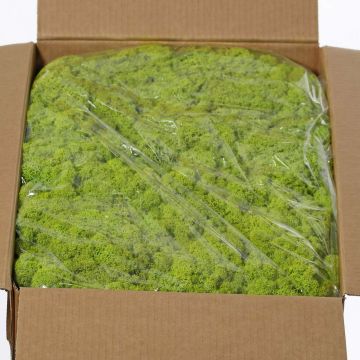 Muschio islandese vero SVEINBJÖRN, verde chiaro, 5kg