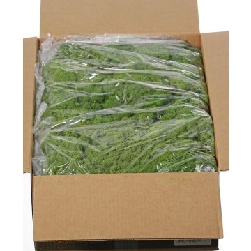 Muschio islandese vero SVEINBJÖRN, verde, 5 kg