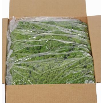 Muschio islandese vero SVEINBJÖRN, verde, 5kg