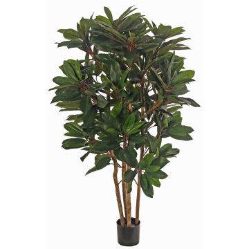 Pianta artificiale Schefflera ZULEIKA, tronchi veri, verde, 120cm
