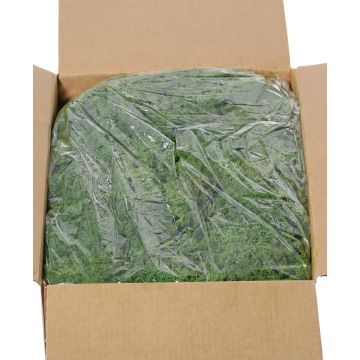 Muschio islandese vero SVEINBJÖRN, verde scuro, 5 kg