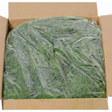 Muschio islandese vero SVEINBJÖRN, verde scuro, 5kg