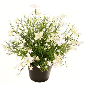 Fiore decorativo Impatiens GISINDA in vaso decorativo, bianco-verde, 25 cm