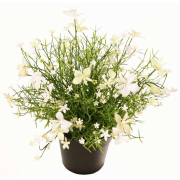 Fiore decorativo Impatiens GISINDA in vaso decorativo, bianco-verde, 25cm Fiore decorativo Impatiens GISINDA in vaso decorativo, bianco-verde, 25cm