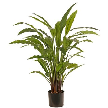 Pianta decorativa Calathea Rufibarba LEINANI, verde, 80 cm