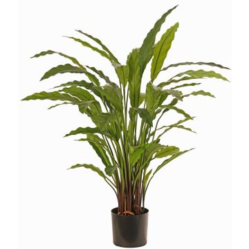 Pianta decorativa Calathea Rufibarba LEINANI, verde, 80cm Pianta decorativa Calathea Rufibarba LEINANI, verde, 80cm