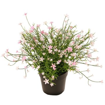 Fiore decorativo impatiens GISINDA in vaso decorativo, rosa, 25 cm