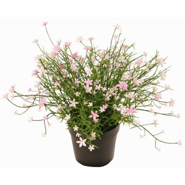 Fiore decorativo impatiens GISINDA in vaso decorativo, rosa, 25cm Fiore decorativo impatiens GISINDA in vaso decorativo, rosa, 25cm
